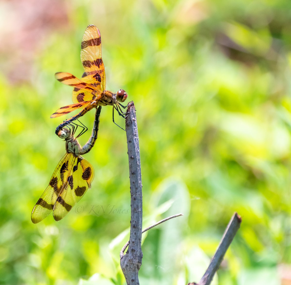 Happy #NationalWildlifeDay ! Great reminder to take an extra look around you today to perhaps see some neat critters that you hadn’t noticed before!
