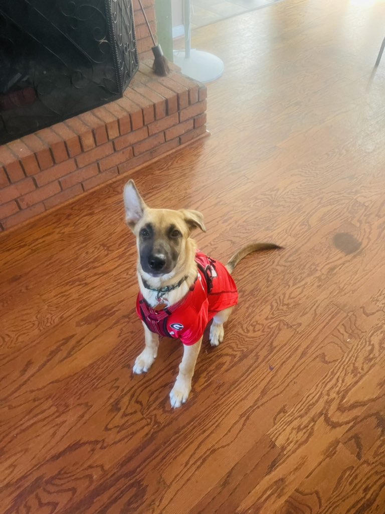 cornuet's tweet photo. Go mf dawgs! https://t.co/qvnU3sosoA