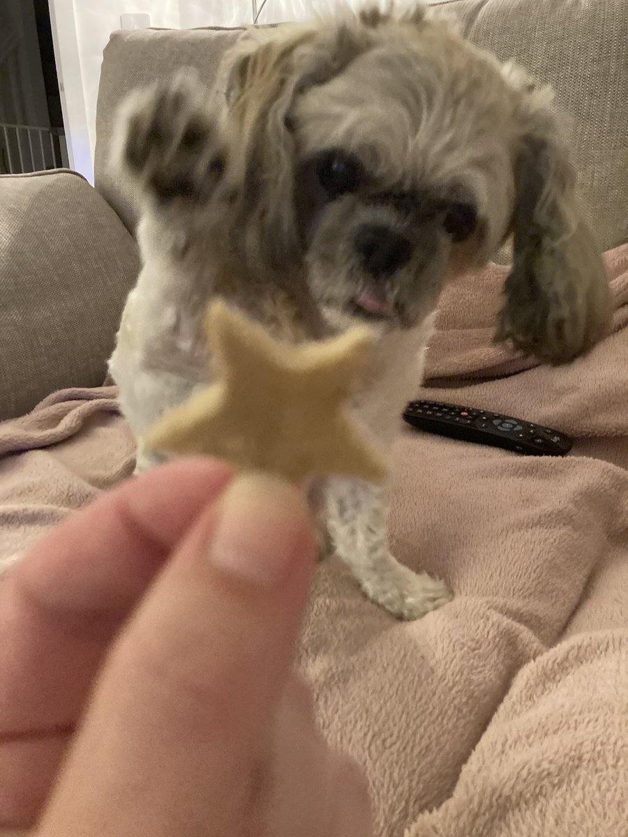 Thank you Auntie @elainey_twit for my gorgeous treats! You know I’m not too keen on most treats but I love these. Can mummy please have the recipe? 🥰🐶