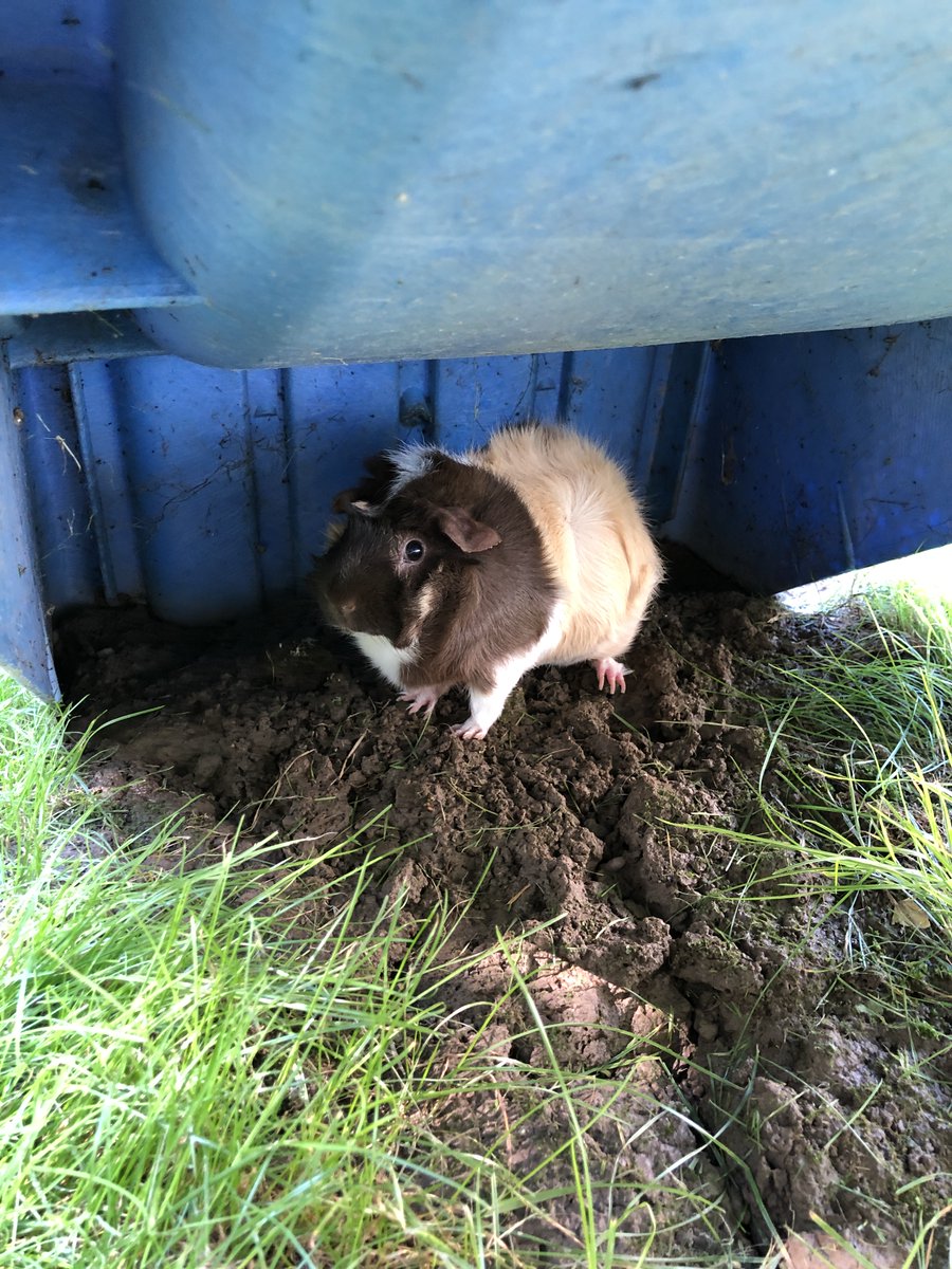 LOLPigs's tweet photo. "Oh Man!, you found me!!" ๐๐ฅฐ๐พ
#hideandseek #hideout #Cantfindme #Guineapigs #LaborDayWeekend #Enjoyingtheweekend https://t.co/VL9cT3Iwxs