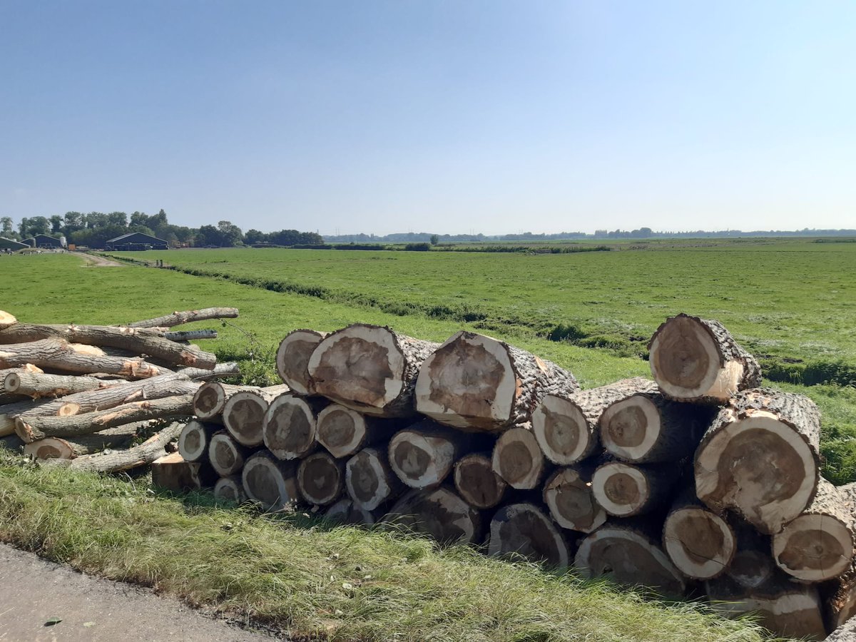 leonardgustaaf's tweet photo. in ‘t kader van ‘benadruk ‘t positieve’ : het open landschap van Midden Delfland is weer hersteld! Er is weer flink wat biomassa beschikbaar gekomen. Wellicht ook nog meer/betere wind voor de Groeneveldse molen #n223 #wldebat #molenlaan https://t.co/PIy1aYxu0B