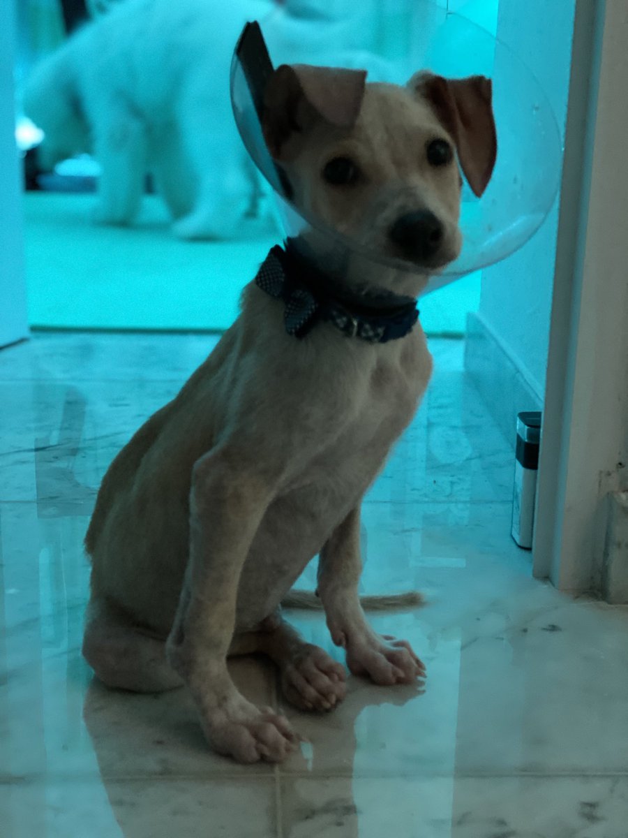 Jeffrey Dean Morgan tweet media