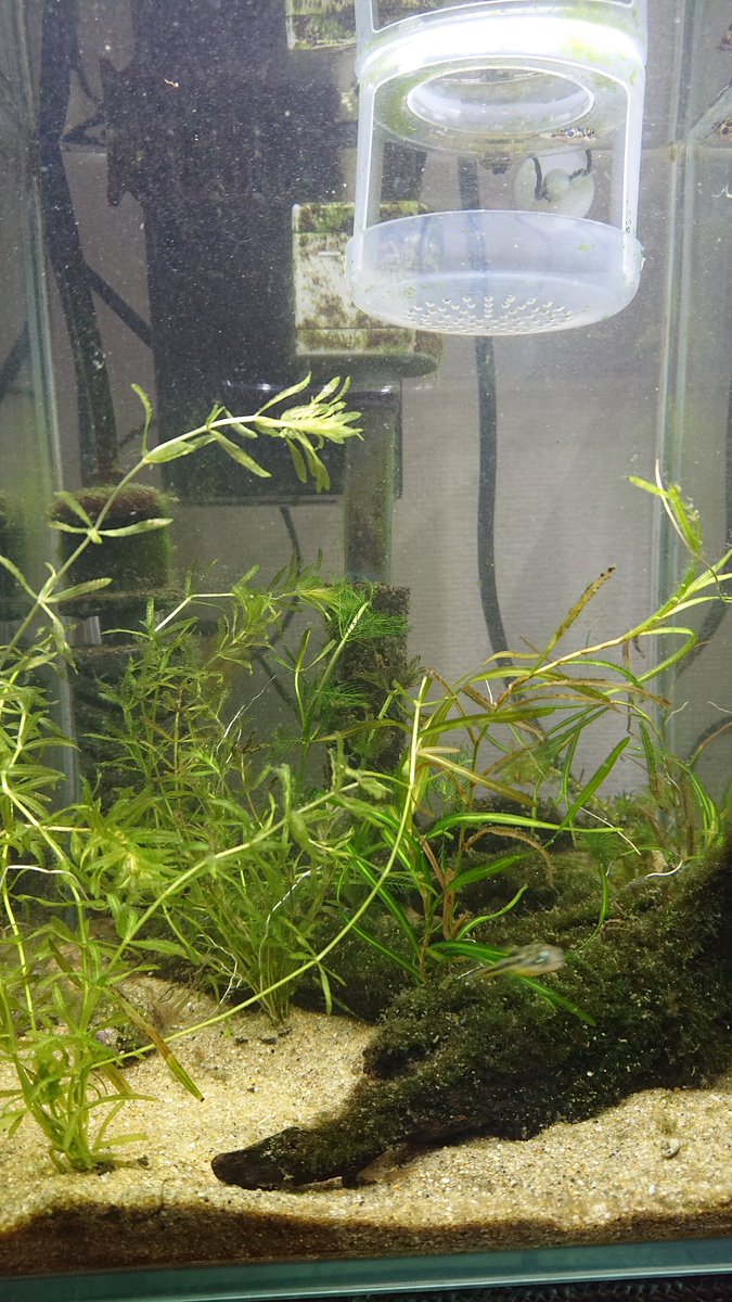 しろくまジェーン 藍藻発生しすぎてレイアウト変更 テーマ 荒川の底 今まで仕事しなかった オトシンクルス がハムハムしている そんなに苔不味かったですか アベニーパファー