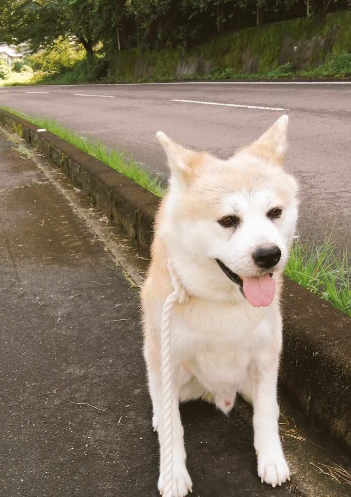 秋田犬 定春 Akita Sadaharu Twitter 秋田犬 定春 Akita Sadaharu Twitter
