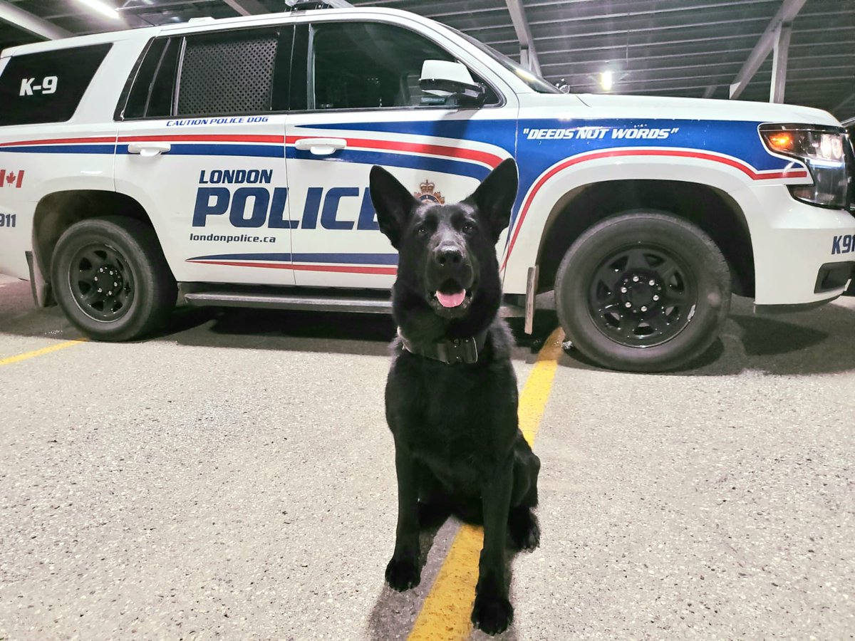 With ears like that...you'd wonder why PSD Ryker would use his nose!!! But that's exactly what he did last night when a high risk domestic suspect fled. PSD Ryker tracked the suspect through a construction yard, a forest and located our suspect hiding in an industrial area