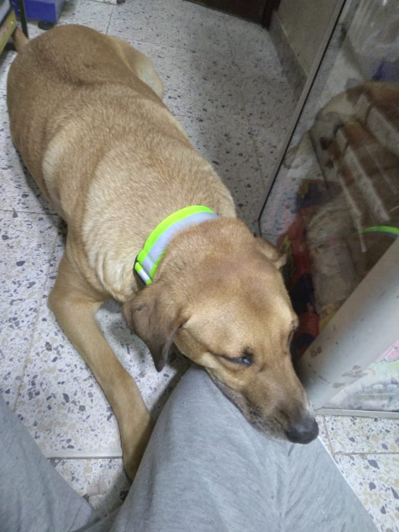 ArcaLuminosa's tweet photo. 1 vida iluminada en Bosa, Ciudad Recreo ✨📍 nuestra voluntaria Nata fue la encargada de colocar este collar a un perrito de cuadra que visita todos los días el local de su mamá 💚 ahora este peludo es visible en las horas de la noche y en su cuello lleva el mensaje: https://t.co/PCmzu6UR8k