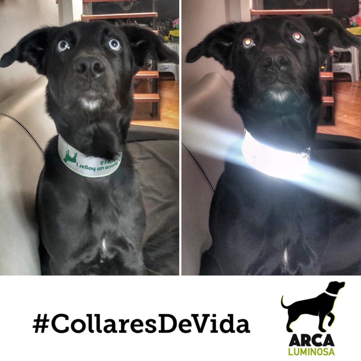 ArcaLuminosa's tweet photo. NO ESTOY PERDIDO, BUSCO UN HOGAR ¡ADÓPTAME!” 🐶 Con este completamos 3575 collares de vida colocados✨🙌🏻 si tú también quieres poner tus manos a la obra y colocar tu mismo los collares en tu barrio, participa como embajador, info en +57 (310) 478-8185💚 ¡JUNTOS ILUMINAMOS VIDAS! https://t.co/OlinWyH24T