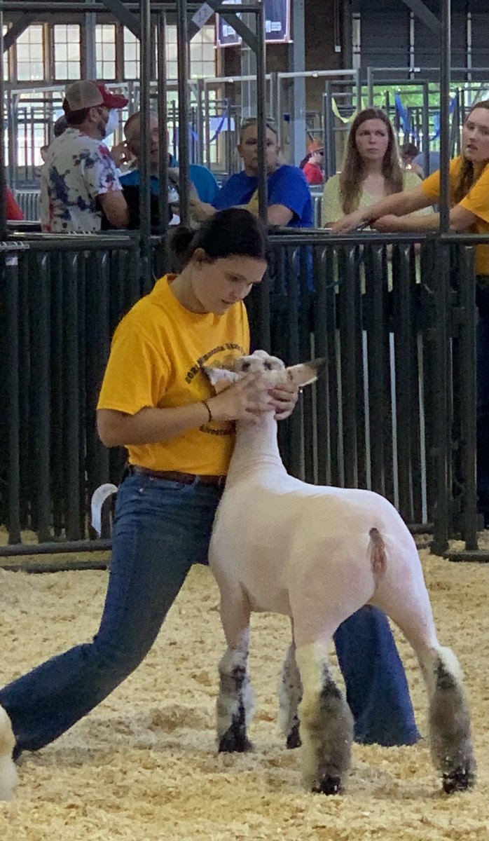 BHSAgDept's tweet photo. FFA weekend at the Minnesota State Fair is here. Leah R. spent the afternoon showing her sheep and representing Byron FFA! #ByronFFA https://t.co/cqGQy5NhAE