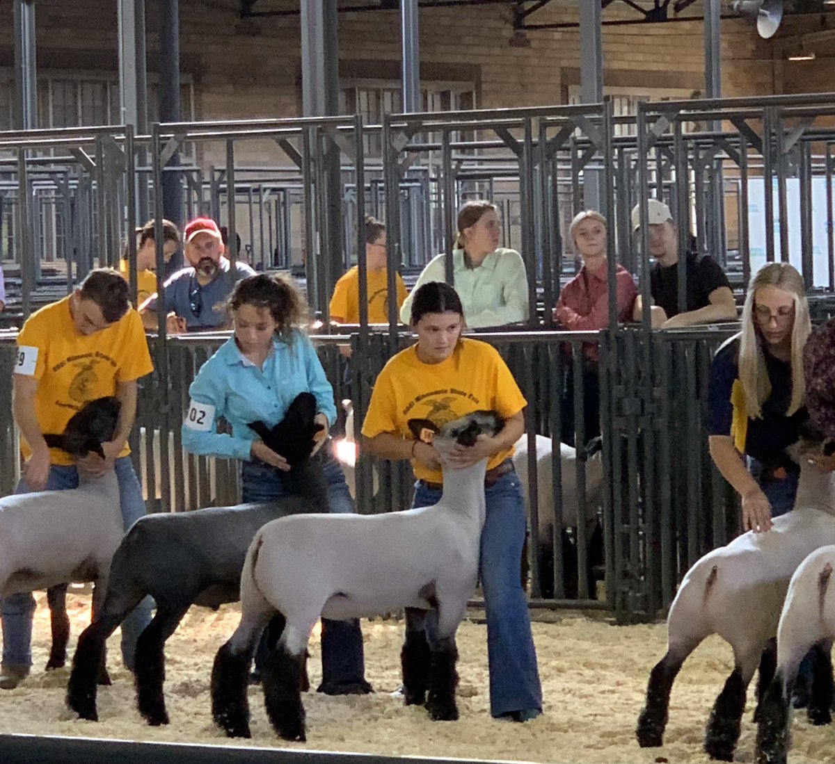 BHSAgDept's tweet photo. FFA weekend at the Minnesota State Fair is here. Leah R. spent the afternoon showing her sheep and representing Byron FFA! #ByronFFA https://t.co/cqGQy5NhAE
