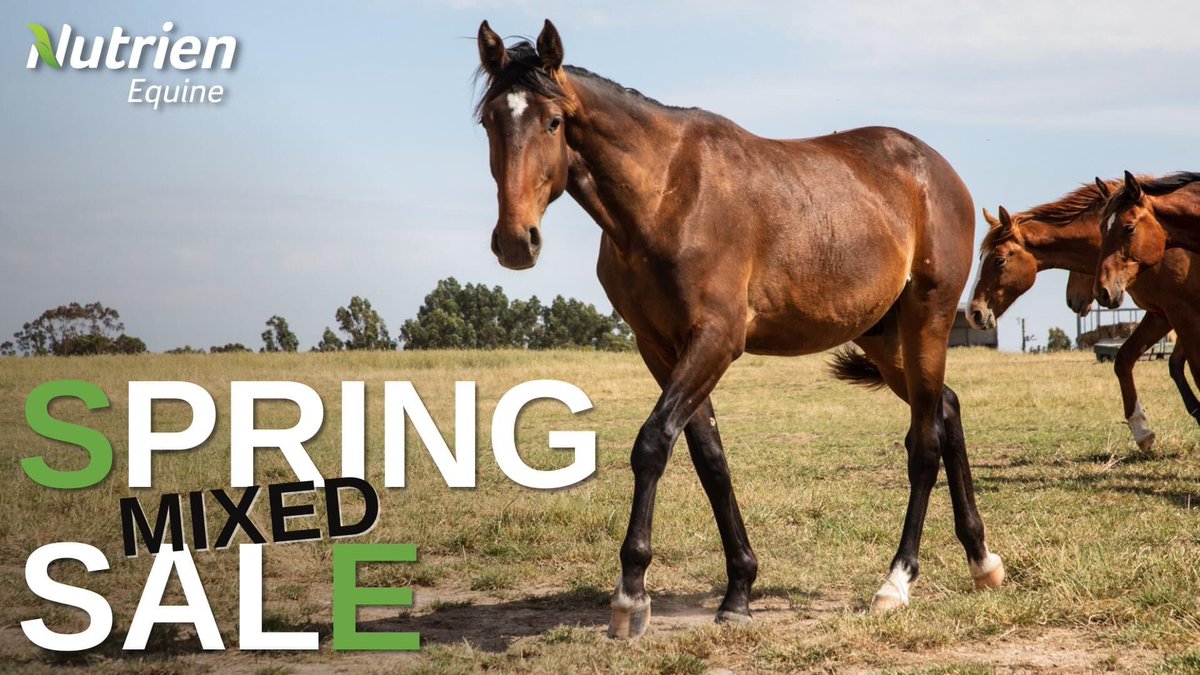 NutrienEquineSB's tweet photo. Sale Open NOW 🌸 Nutrien SPRING MIXED SALE
💻 @AuctionsPlus Sale link - 
https://t.co/22O5bhNnMi
📣 Auction closes: 6pm Monday 6th September.
#harnessracing #nutrienequine #horses #equinesales #standardbreds #trotters #nutrien #equine https://t.co/C1vFYESo28