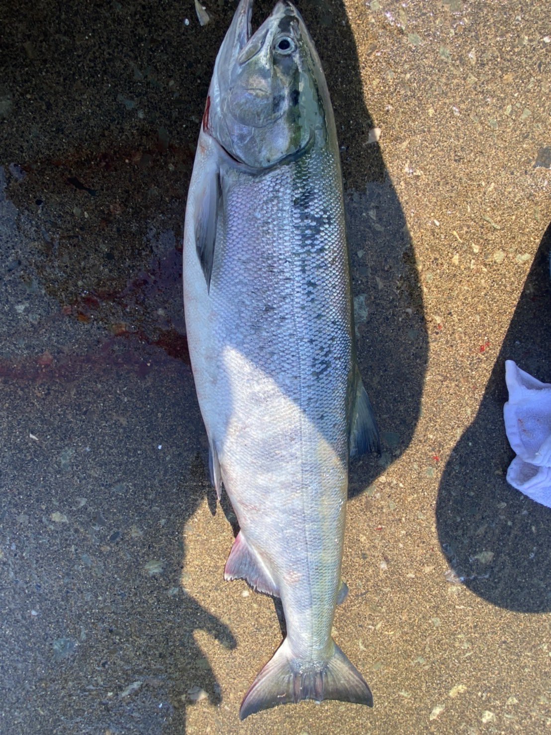 釣りハピ Turihapi Twitter
