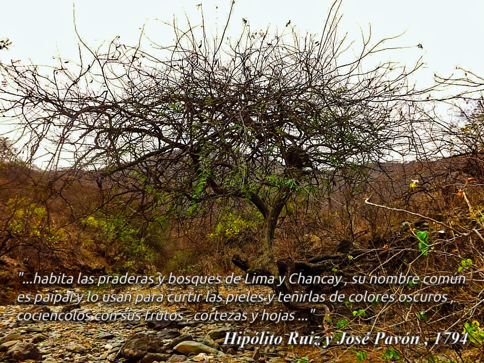 WillaUkumarilla's tweet photo. Sabías que el Charán , Libidibia glabrata , originalmente fue descrita en los alrededores de Lima por Ruiz y Pavón como Caesalpinia paipai en 1794 . Actualmente solo se lo encuentra en el bosque seco tumbesino
#caesalpinia #libidibia #botanica #conservación #irontree #arbol https://t.co/hVBMTNwddC