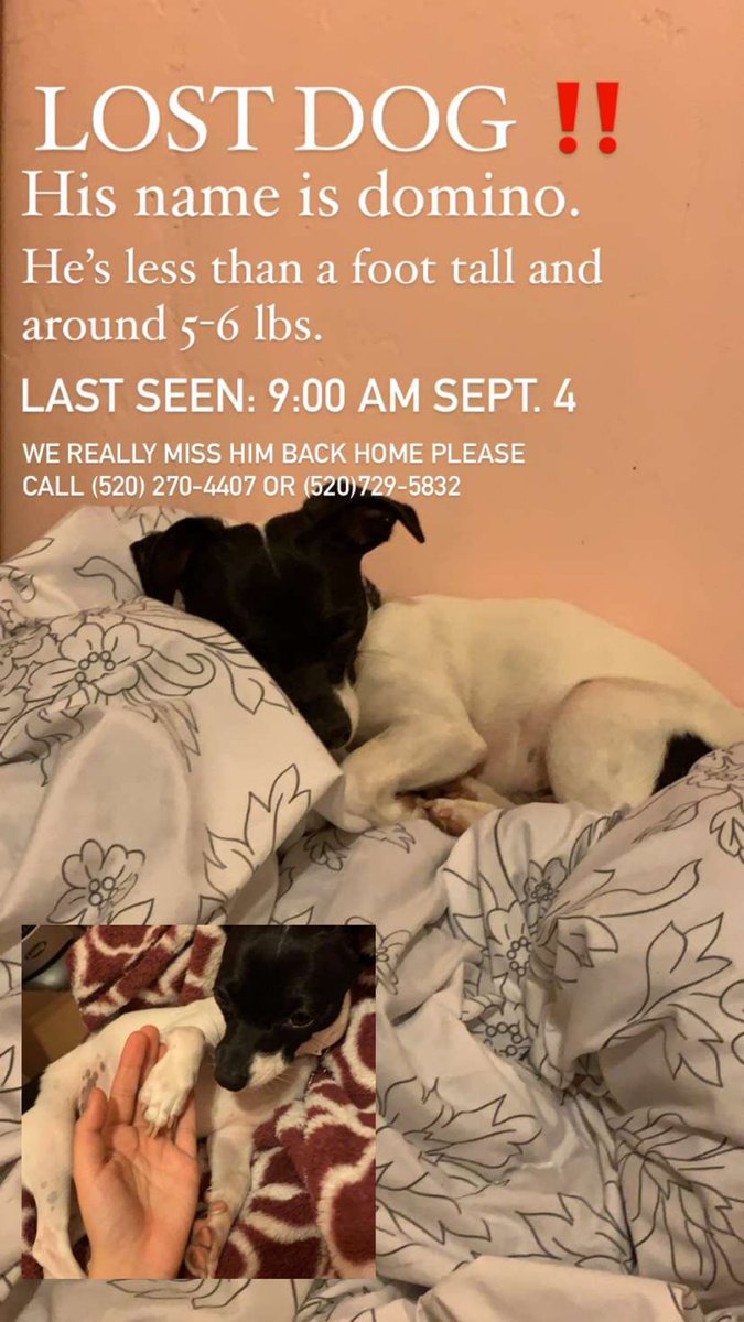 WyattJa60231037's tweet photo. @whatsuptucson my friends dog is missing please call the number in the photo if you see him or hear anything about him. We’re in Catalina foothills by Snyder and Kolb. https://t.co/j2c3L3MLnY