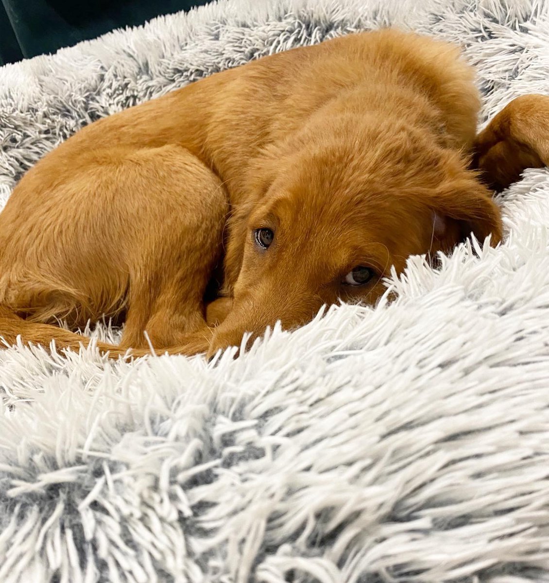 BFbySheri's tweet photo. @scoobydoesftw after his first day of doggie day care…… "boy was I tired!!!" Does your pup go to day care? 

#calmingbed #petbed https://t.co/NBa2TPyv6l
