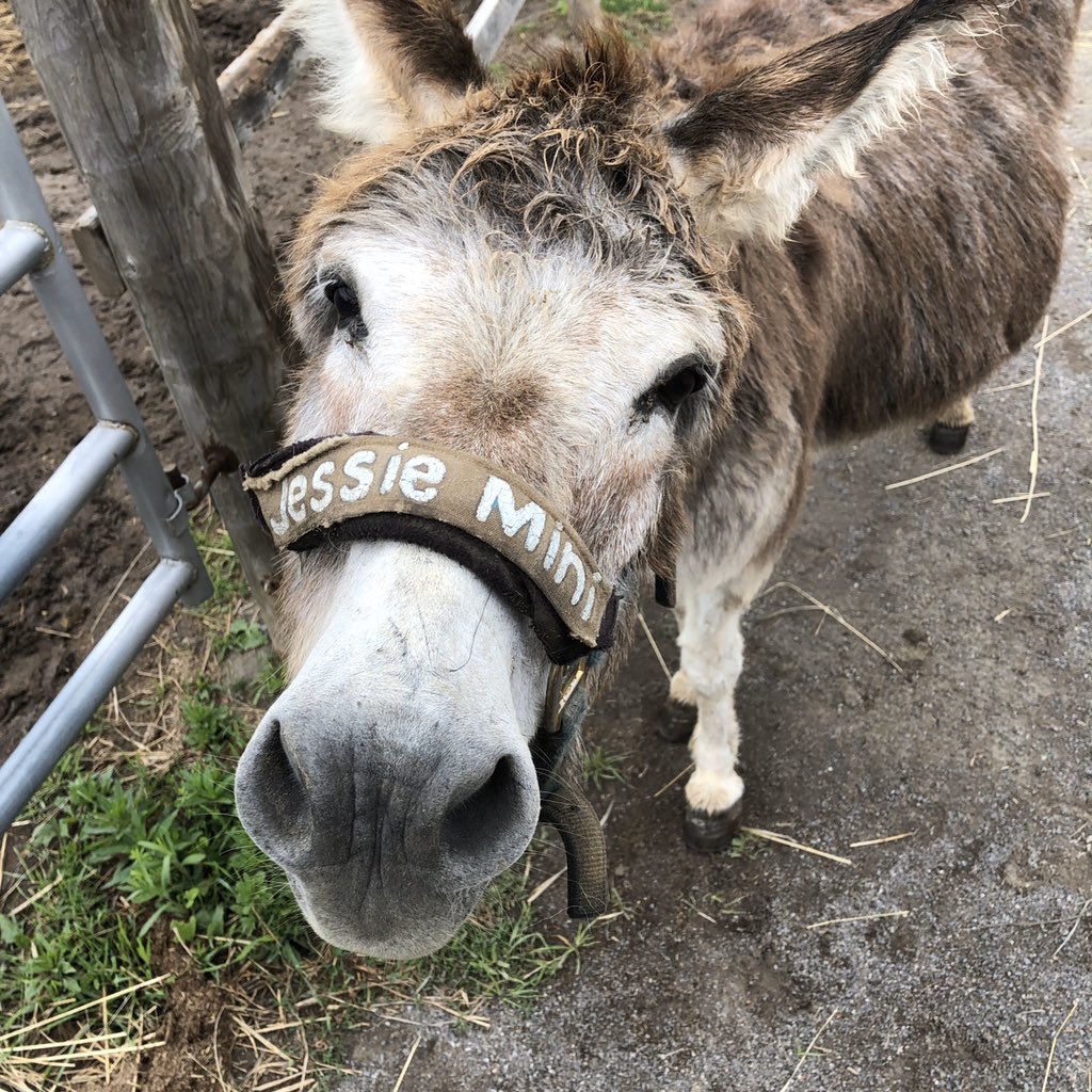 KeitherKeith's tweet photo. I’m kinda nipped out.
Look at all the pretty colours.....
** OK, quick! While Keith is looking at the pretty colours, I’m going to sneak in a forbidden donkey picture. Don’t tell! (OW) **
#OWTakesAdvantageofHighKeith
#HiKeith
#LookAtAllThePrettyColours
#IsThatADonkey
#Cool https://t.co/LWBEBOW4q6