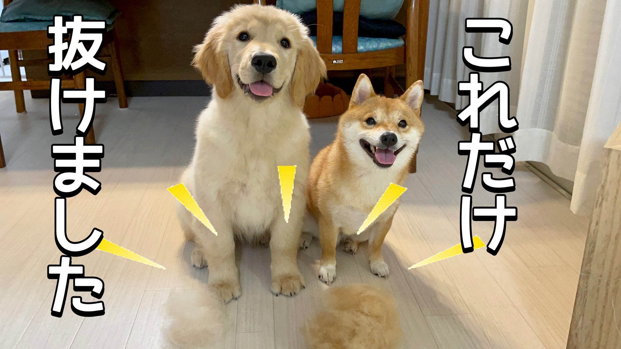 توییتر 豆柴うに ゴールデンレトリバーおから در توییتر 抜け毛の時期到来 愛犬をブラッシングしたらこれだけ抜けました T Co Asmhhsltra 豆柴 ゴールデンレトリバー 柴犬 ゴールデンレトリバー子犬 T Co M0oglmifgk