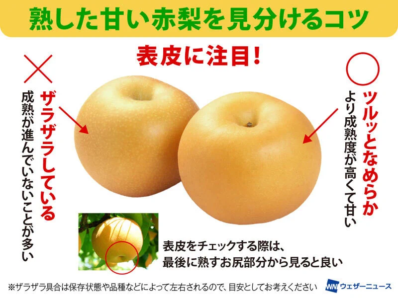 本格的な秋になる前に知っておきたい？美味しい梨の見分け方！