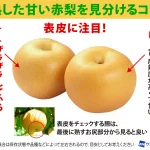 本格的な秋になる前に知っておきたい？美味しい梨の見分け方!