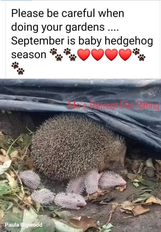 lardydog's tweet photo. Look at these cuties 😃 https://t.co/X4UgwmBqwu