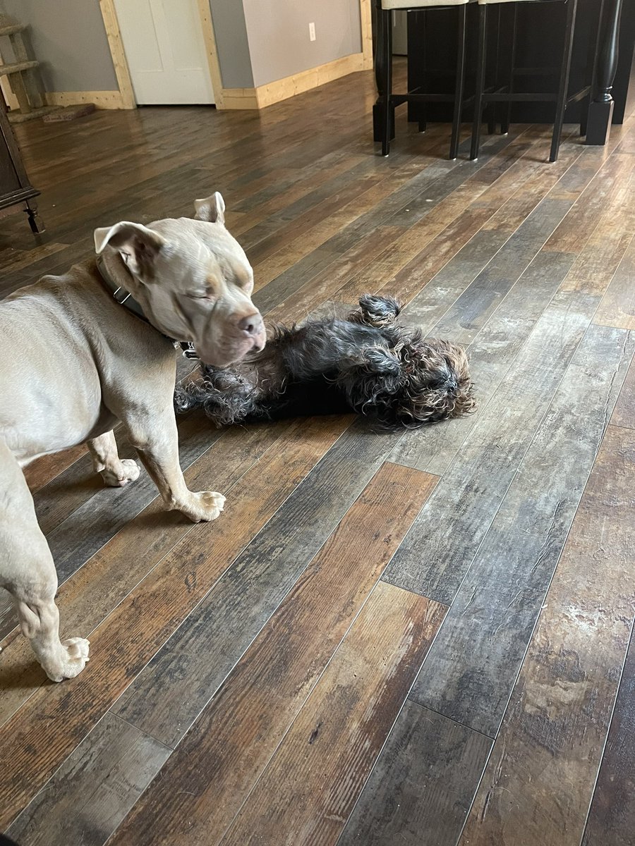 Venzi5Ventura's tweet photo. โMom! Louโs dead againโฆ.โ
#DinnerIsLate https://t.co/JuQzF1VnHR