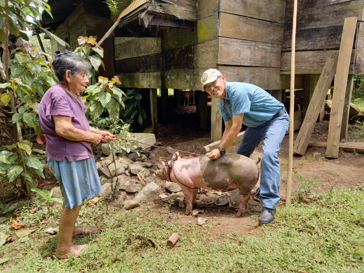 Productores de las Comunidades de San Antonio y San Mariano en #Bluefields son beneficiados con bonos de Cerdos 🐖 y Semillas de Maíz 🌽 para el Desarrollo productivo de la localidad por parte del Gobierno #Sandinista de #Nicaragua 🇳🇮 ✌️ 🇦🇴 #2021SoberaniaEnMiTierra @intanicaragua