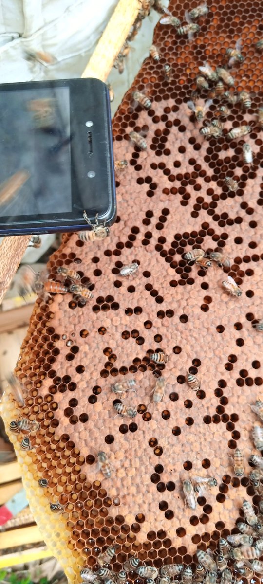 HoneyConsortium's tweet photo. Embu Apiary Inspection with first donated #Phones4Bees ......@FAOEastAfrica @au_ibar @WFP_Africa @WFP_Kenya @KenyaCIC @UNEP @EU_ENV @FAOAfrica @eacgiz @FAOKenya @TechFoodNetwork @denmarkinkenya @EUinKenya @UNDPKenya @AfdbEastern @NETFUNDkenya @ICPALD @smesupport_ke @kalromkulima https://t.co/g1nBofGlx5