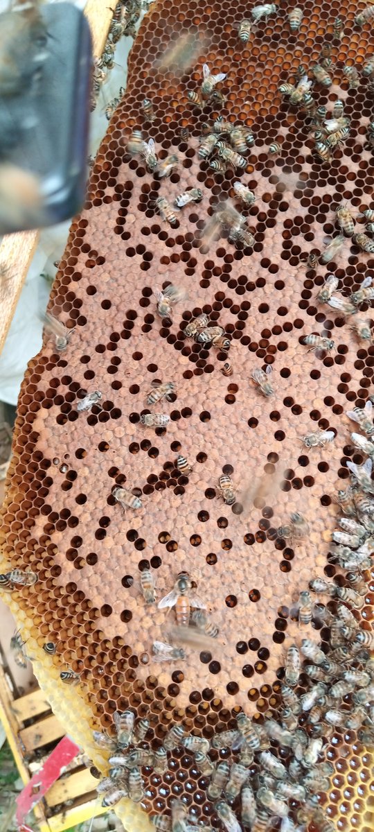 HoneyConsortium's tweet photo. Embu Apiary Inspection with first donated #Phones4Bees ......@FAOEastAfrica @au_ibar @WFP_Africa @WFP_Kenya @KenyaCIC @UNEP @EU_ENV @FAOAfrica @eacgiz @FAOKenya @TechFoodNetwork @denmarkinkenya @EUinKenya @UNDPKenya @AfdbEastern @NETFUNDkenya @ICPALD @smesupport_ke @kalromkulima https://t.co/g1nBofGlx5