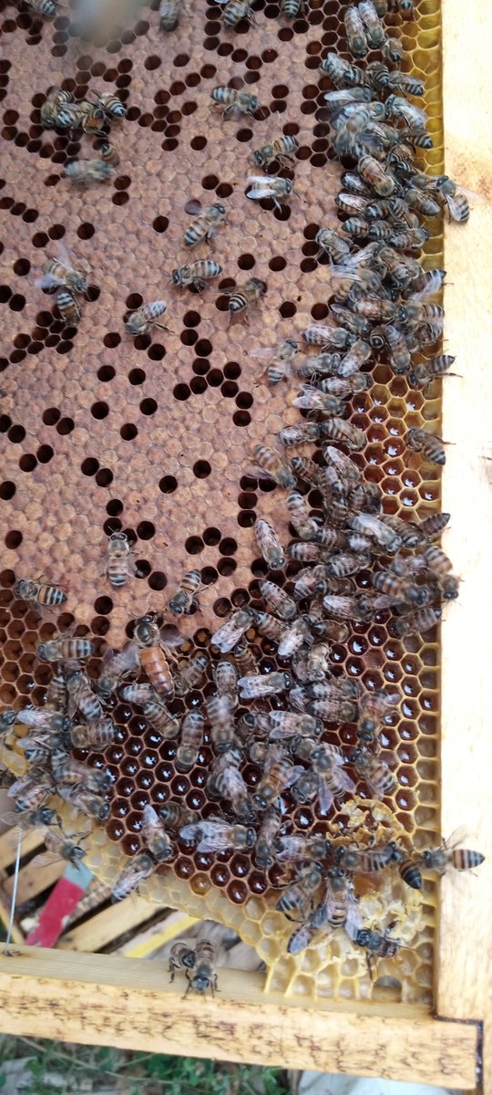 HoneyConsortium's tweet photo. Embu Apiary Inspection with first donated #Phones4Bees ......@FAOEastAfrica @au_ibar @WFP_Africa @WFP_Kenya @KenyaCIC @UNEP @EU_ENV @FAOAfrica @eacgiz @FAOKenya @TechFoodNetwork @denmarkinkenya @EUinKenya @UNDPKenya @AfdbEastern @NETFUNDkenya @ICPALD @smesupport_ke @kalromkulima https://t.co/g1nBofGlx5