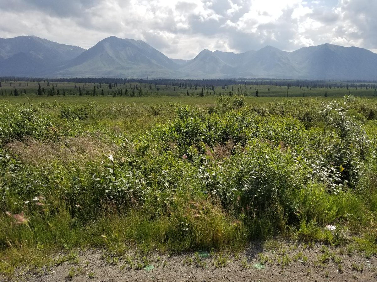 AlaskaLatinTour's tweet photo. #alaskascenery
#naturephotography
#alaskalanscape 
#landscapephotography https://t.co/AWQSfqQhTg