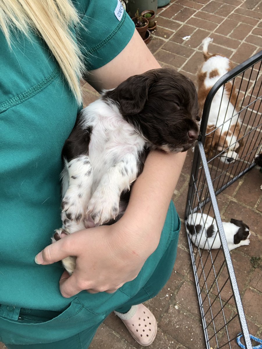 MediK9ltd's tweet photo. Snoozy Saturday! 🥰 https://t.co/bSkzSbAjYO