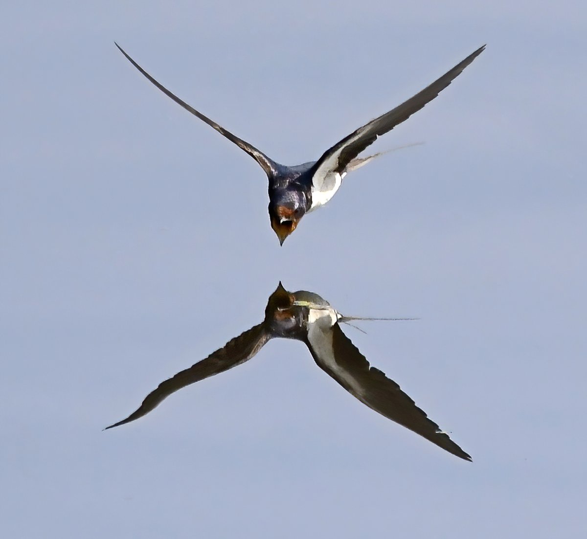 CarlBovisNature's tweet photo. Swallow reflection! 😀
 Feeding and drinking over the River Huntspill in Somerset this afternoon. 
#TwitterNatureCommunity 🐦 https://t.co/btROhoMl0T