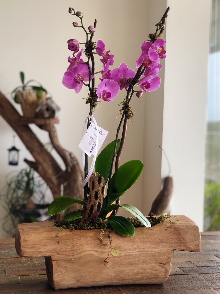 OrquideasMusa's tweet photo. 🍃🌷🍃
Orquídeas Phalaenopsis en base de madera
#MusadeMusas #OrquídeasMusadeMusas #OrchidMusadeMusas
#Cancún #México #Orquídeas #Orchid #Flores #Arreglosflorales #Flowers #Playa #Arreglos #Regalos
#Gift https://t.co/8KMiEvfqMn