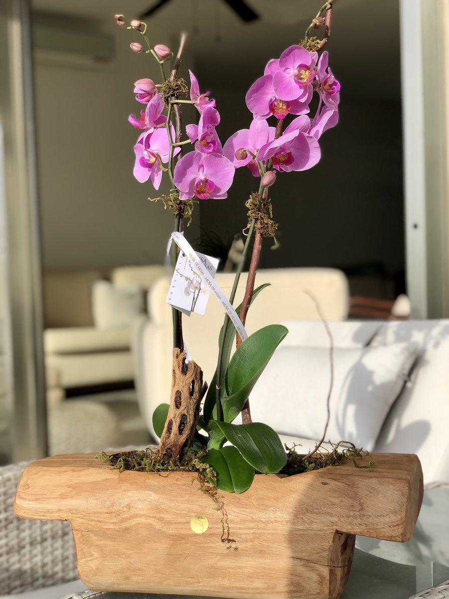 OrquideasMusa's tweet photo. 🍃🌷🍃
Orquídeas Phalaenopsis en base de madera
#MusadeMusas #OrquídeasMusadeMusas #OrchidMusadeMusas
#Cancún #México #Orquídeas #Orchid #Flores #Arreglosflorales #Flowers #Playa #Arreglos #Regalos
#Gift https://t.co/8KMiEvfqMn