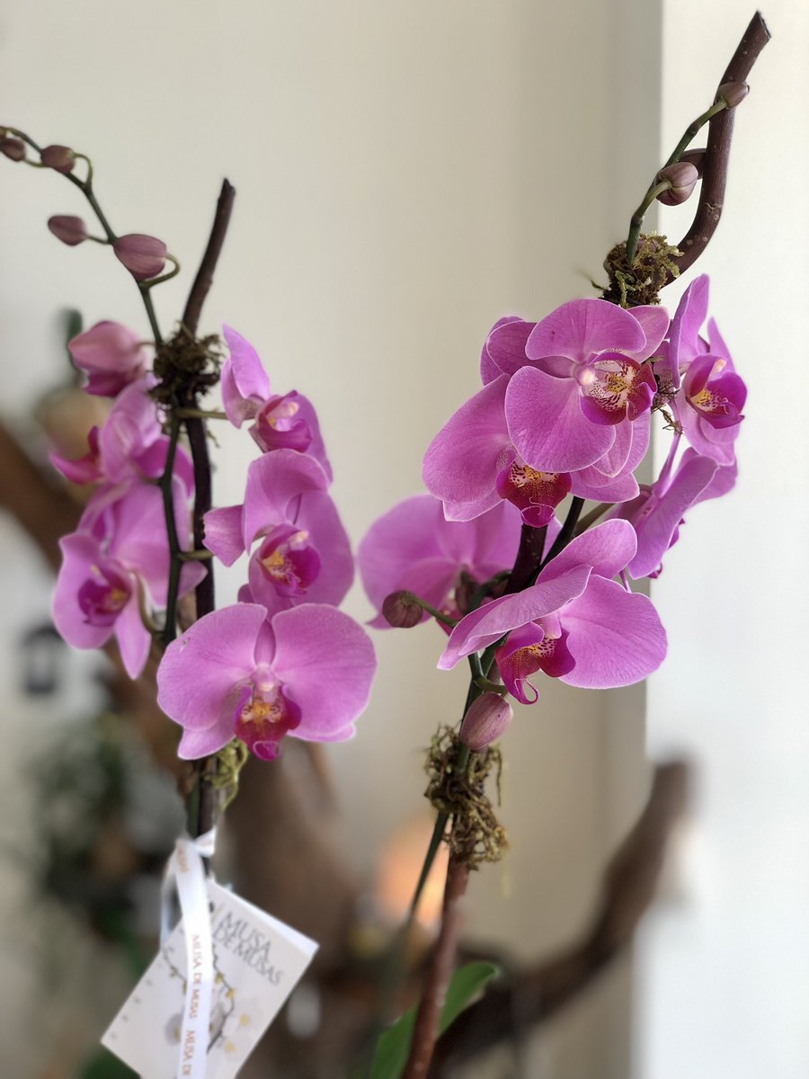 OrquideasMusa's tweet photo. 🍃🌷🍃
Orquídeas Phalaenopsis en base de madera
#MusadeMusas #OrquídeasMusadeMusas #OrchidMusadeMusas
#Cancún #México #Orquídeas #Orchid #Flores #Arreglosflorales #Flowers #Playa #Arreglos #Regalos
#Gift https://t.co/8KMiEvfqMn