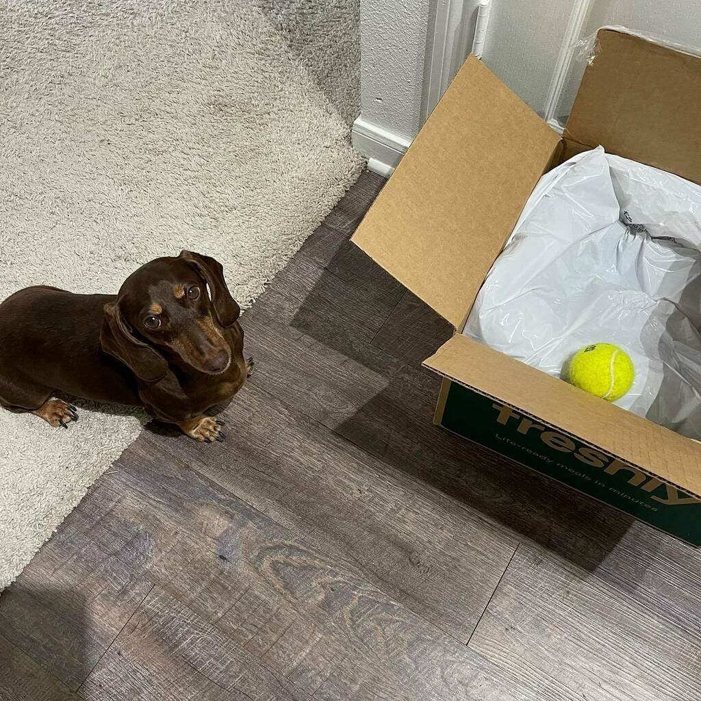 rhuntington3's tweet photo. Dad! My ball is stuck! ๐พ #BallIsLife #LifeIsBall #chocolateandtandachshund #dachshundsofinstagram #instadachshund #ilovemydachshund #longdogcrew #instdog #ilovemydog https://t.co/7fjV7gwZ2h https://t.co/9o9HcxsAwz