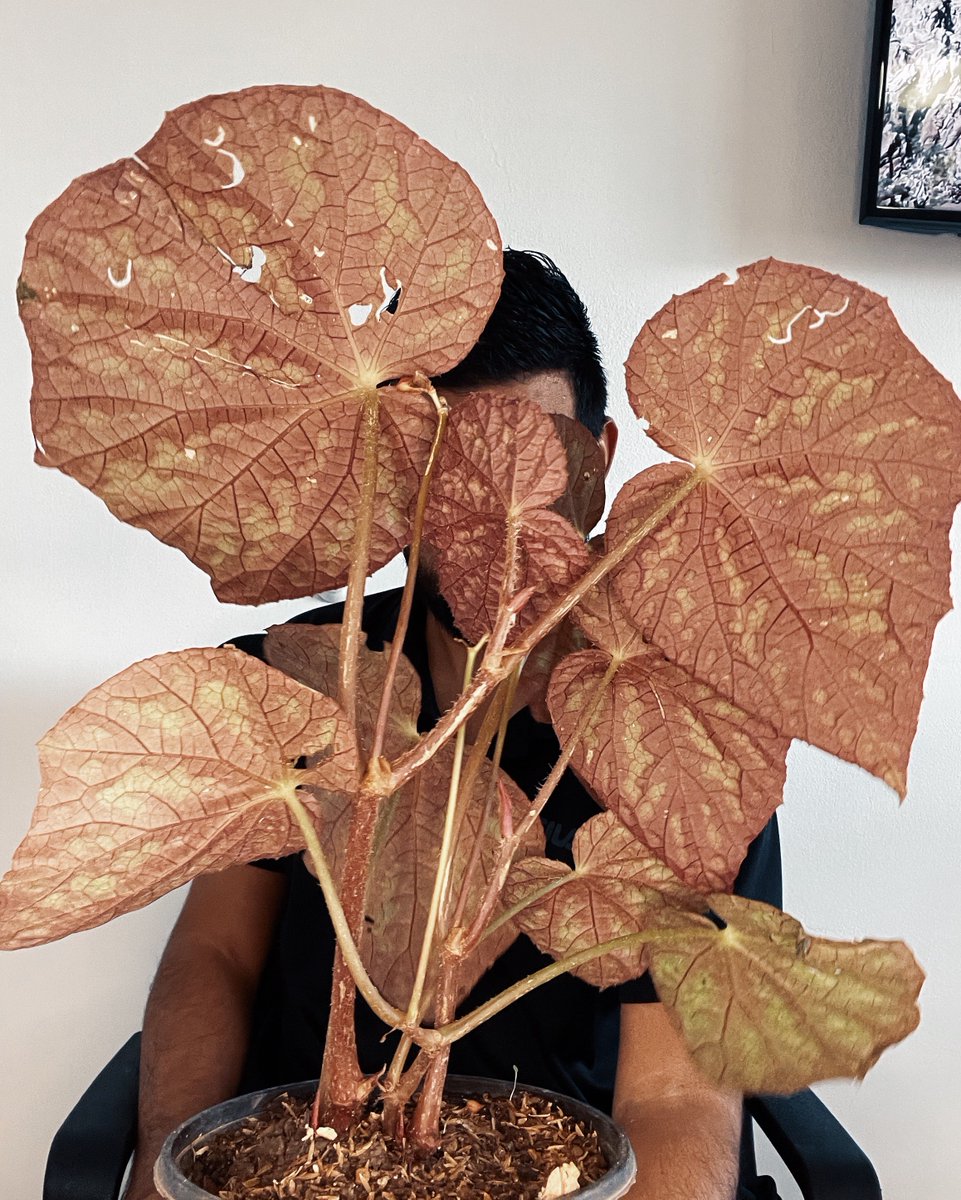 jardinbuda1's tweet photo. #begonia 🥰 backside thursday 🤯
.
#tropicalplants #plantsoffice #plantcollector #plantaholic #plantparent #plantvibes #crazyplantpeople https://t.co/FEllMxHpzl