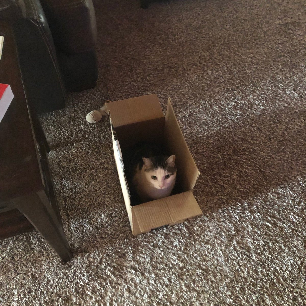 LiveWellPodcast's tweet photo. It's a Taz-in-the-box! She wishes you all a happy #Caturday
#CatsofTwittter #BoxesAreFun https://t.co/8wV7lUPVeq