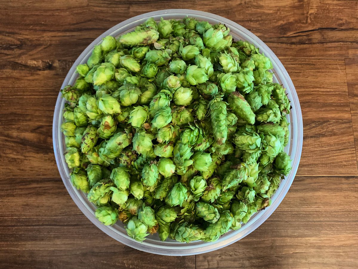 CatfishCampBrew's tweet photo. Cascades harvested today! Labor Day Weekend fresh hop pale ale brew day tomorrow! https://t.co/8Mb7FeNKsX