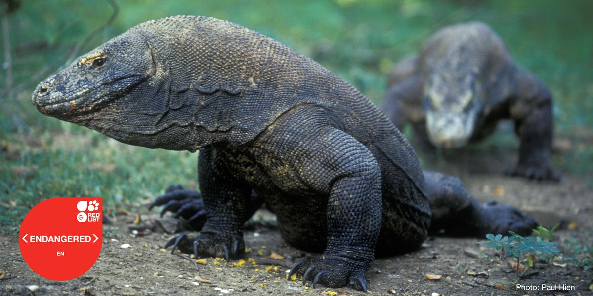 IUCN (@iucn) on Twitter photo The Komodo dragon, the world’s largest lizard, is now listed as #Endangered according to the latest <a href="/IUCNRedList/">IUCN Red List</a>, released at #IUCNcongress. Rising sea levels caused by #ClimateChange are a major threat bit.ly/3DKw6YL The Komodo dragon, the world’s largest lizard, is now listed as #Endangered according to the latest <a href="/IUCNRedList/">IUCN Red List</a>, released at #IUCNcongress. Rising sea levels caused by #ClimateChange are a major threat bit.ly/3DKw6YL