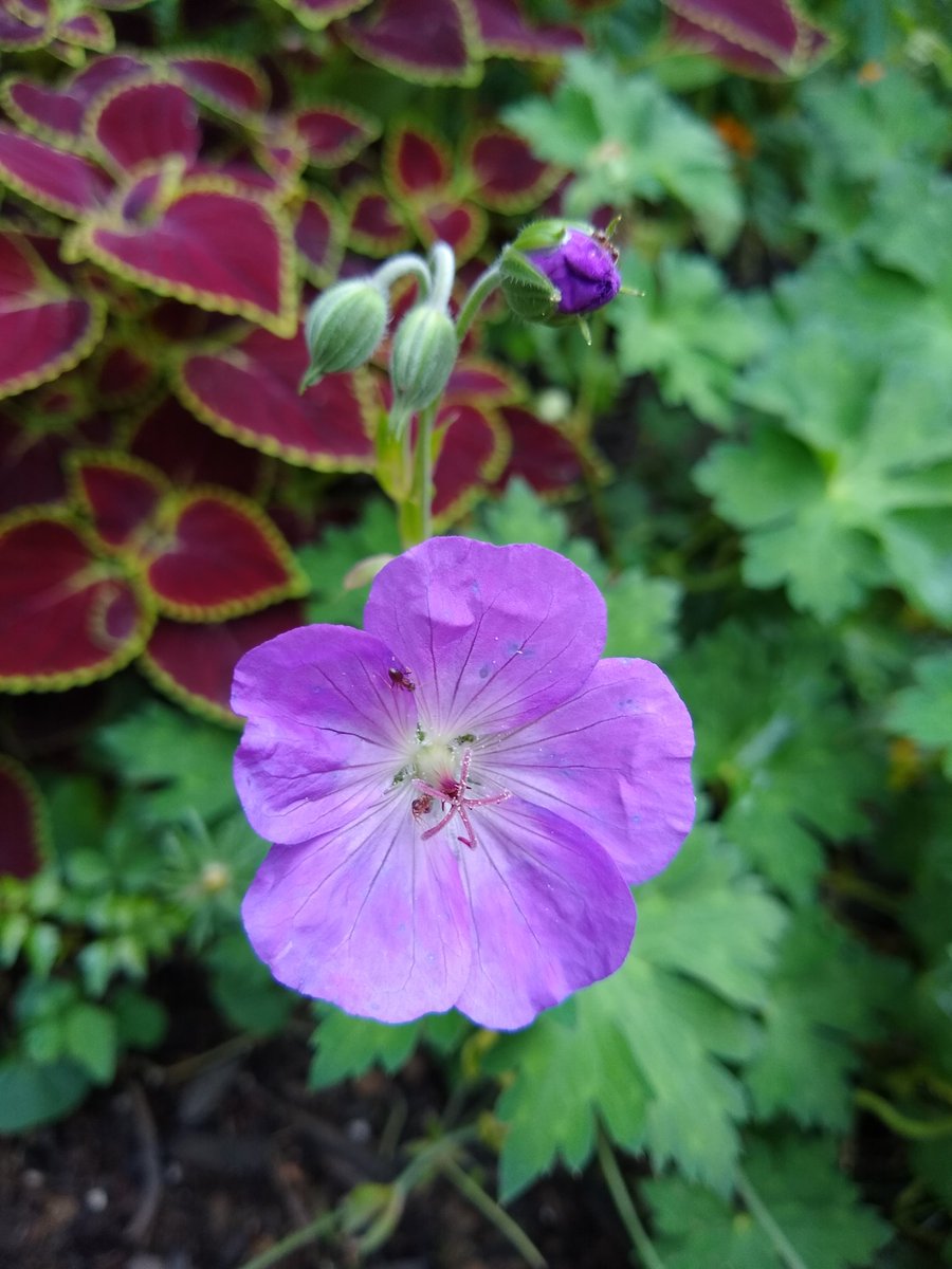 joanjet761's tweet photo. Favorite new perennial of the season. #Rozanne #geranium #sixonsaturday #Flowers https://t.co/qPbcdAqaCY