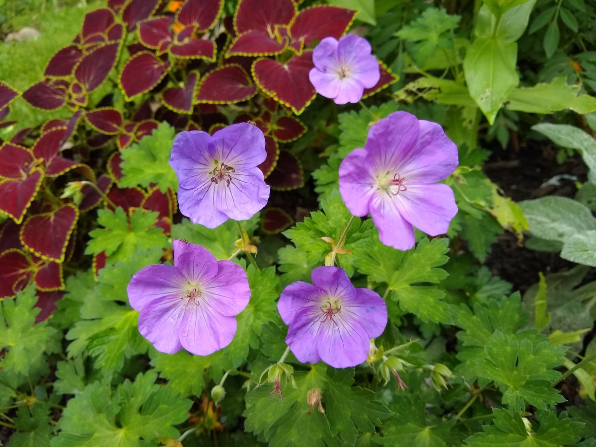 joanjet761's tweet photo. Favorite new perennial of the season. #Rozanne #geranium #sixonsaturday #Flowers https://t.co/qPbcdAqaCY