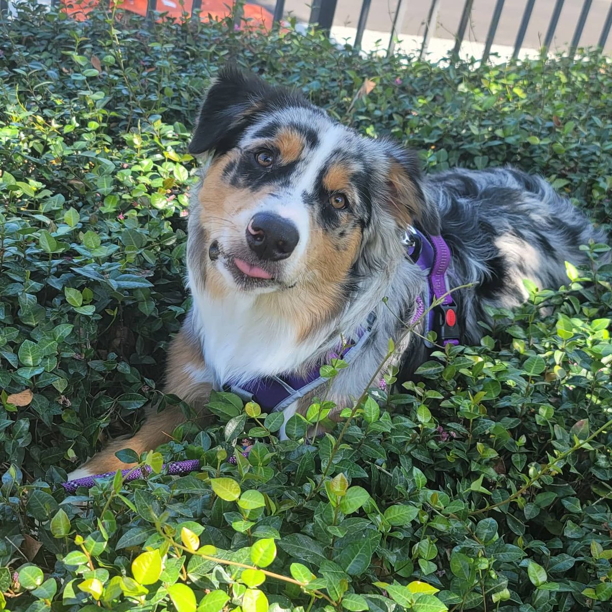 LizzieSaurasRex's tweet photo. Tell my dog he's cute or you're a bully https://t.co/hVljYqBbIj