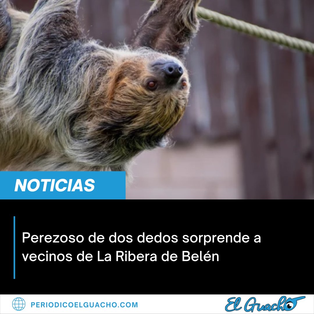PeriodicoGuacho's tweet photo. 📰 | Un perezoso de dos dedos adulto (Choloepus hoffmanni) sorprendió a una familia de La Ribera de Belén cuando este ingresó a su casa.

➡️ | Lea más en https://t.co/GaDFvjyMK9 https://t.co/GteZXhxTFK