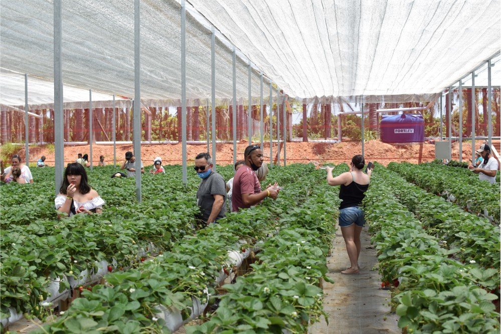 turpaulista's tweet photo. #dicatursp Turistas saboreiam morango em uma plantação com rodízio da fruta - A experiência de comer morango direto do pé acontece no Parque Maeda em Itu (SP) onde os visitantes podem conhecer, colher e  comer a fruta.https://t.co/I155kfMDwI #Parquemaeda #itu #Turismopaulista https://t.co/PNG2DlXpAa