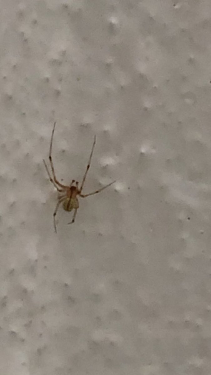 ulisesmarquez's tweet photo. Y esta chiquitina @Arachno_Cosas ? https://t.co/prtCN1wbxH