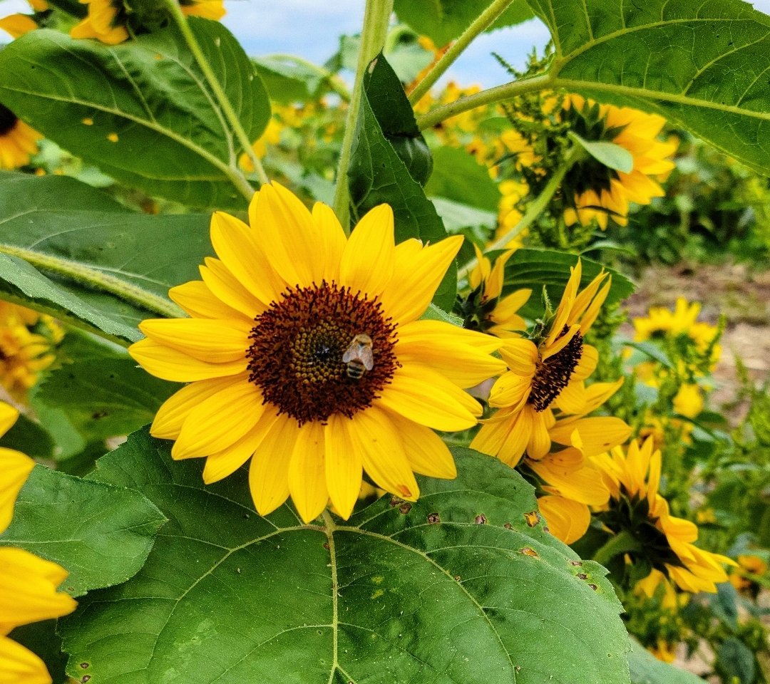 Hanif Abdurraqib tweet media