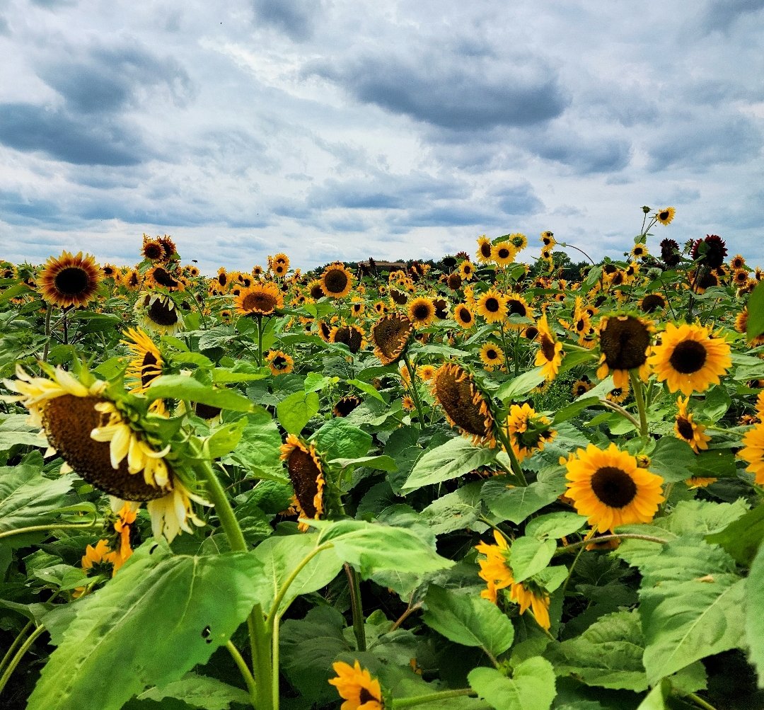 Hanif Abdurraqib tweet media