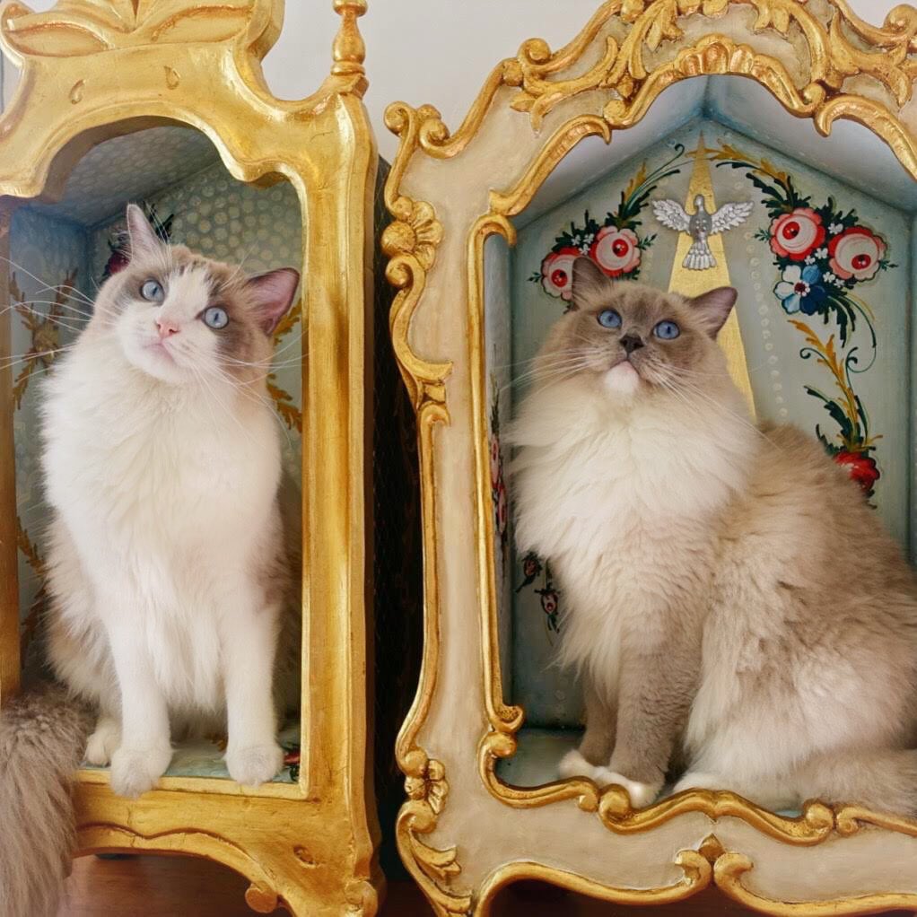 PARE de humanizar seu animal de estimação! Eles não são humanos, são deuses