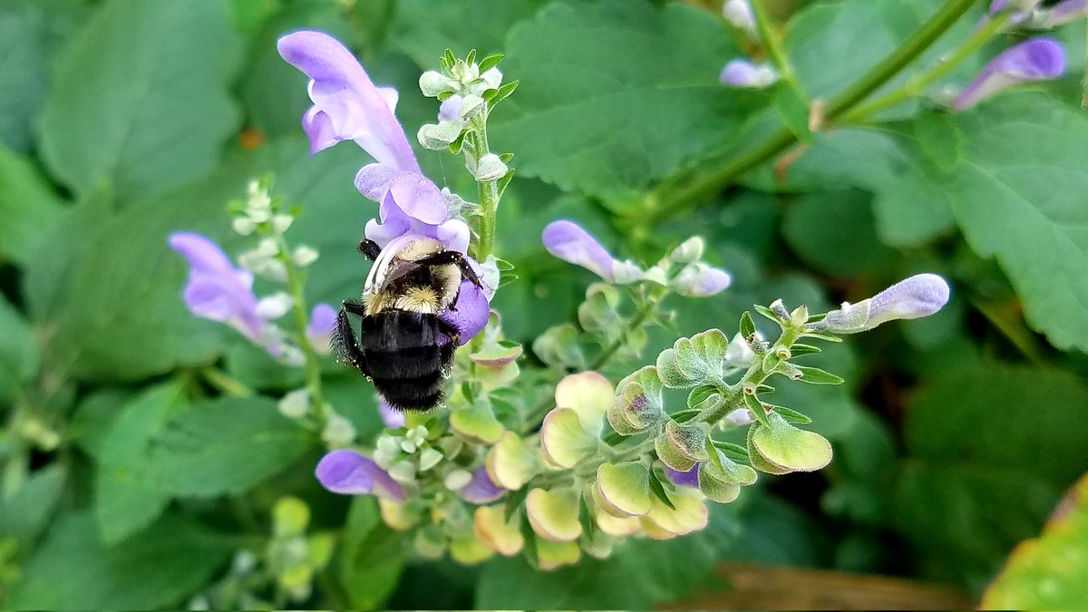Green_MarkO's tweet photo. Bumblebee diving into the Downy Skullcap, Scutellaria incana! North garden, Belton MO. #WhatYouPlantMatters #NaturalLandscaping #DeepRootsKC #gardening #pollinators #nativeplants #GrowNative #BumblebeeButt https://t.co/vNuGEiCkTS