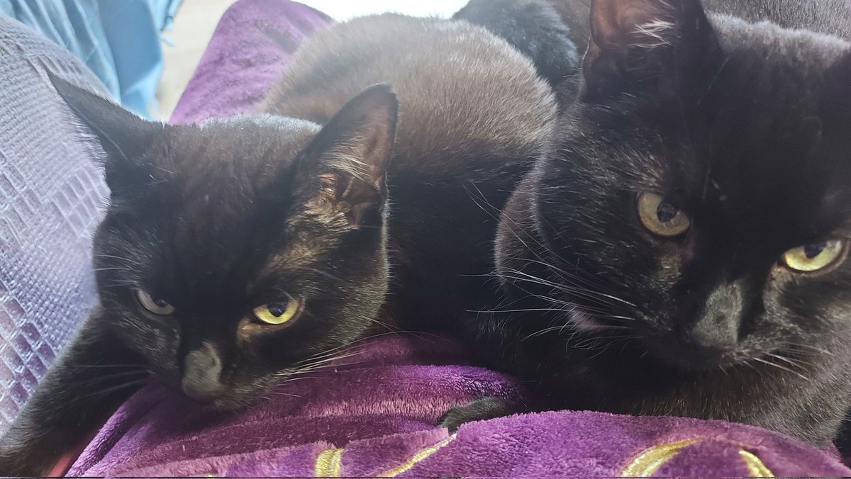 STcozycorner's tweet photo. @dogfather The motivational duo says Congrats Barb! 👏 😺😺 https://t.co/48iBAh9Y8Q